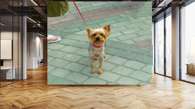 dog on the beach Wall mural