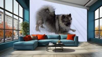  Dog of the breed Keeshond, Wolfspitz winter in the snow play Wall mural