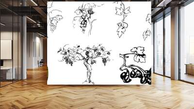 set of elements for grape theme: berries, leaves, stems in hand drawing style Wall mural