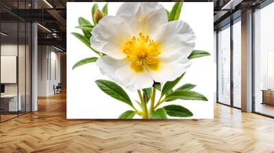 Cistus ladanifer flower plant isolated on on white transparent background, cut out png element. Cistus ladaniferus white flower Wall mural