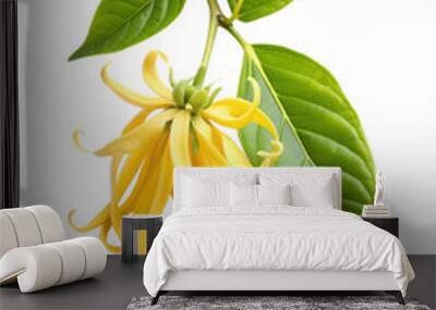 Ylang-Ylang flower on branch isolated on white transparent background, cut out png element. Cananga odorata plant Wall mural