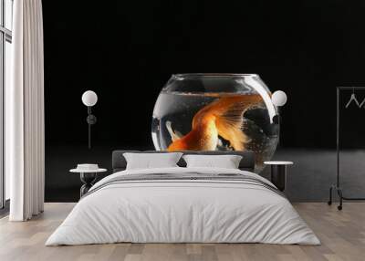 Goldfish in the aquarium Wall mural