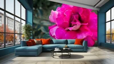 pink rose Wall mural