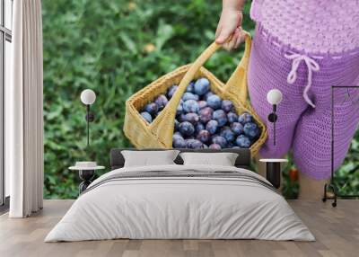 close-up of basket with the ripe plums in the child hand on the background of green grass, person picking fruits in the garden Wall mural