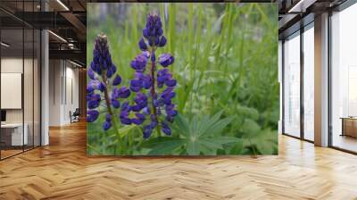 Bright summer flower Lupine Wall mural