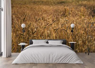 golden ripe wheat on  bright sunny summer day. cereal field of ripe wheat in bright sunlight, against  blue sky. ripe ears of wheat, with golden grains and long tendrils. Wall mural