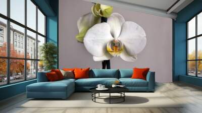 orchid on a background for landscape and desktop Wall mural