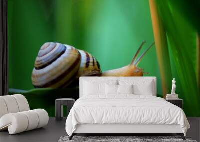 snail on leaf Wall mural