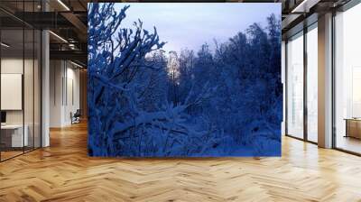 Winter Siberian forest. Snow. January 2 Wall mural