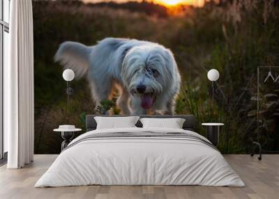 A beautiful dog with white fur walks in nature. Wall mural