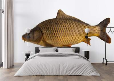 Big carp fish isolated on white Wall mural