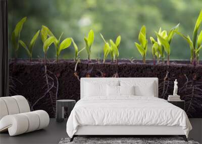 Fresh green corn plants with roots Wall mural