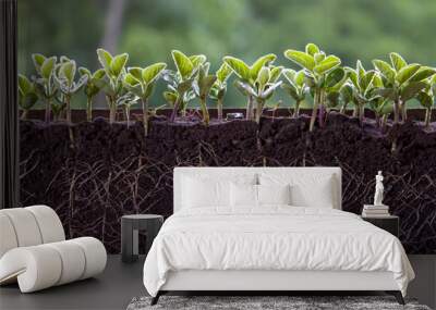 Fresh green soybean plants with roots Wall mural