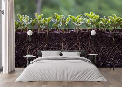 fresh green soybean plants with roots Wall mural