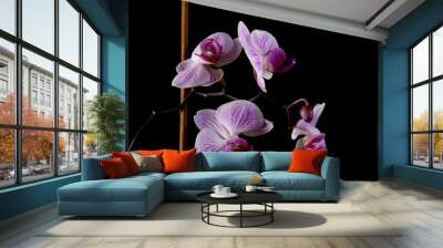 Pink orchid flower isolated on black Wall mural