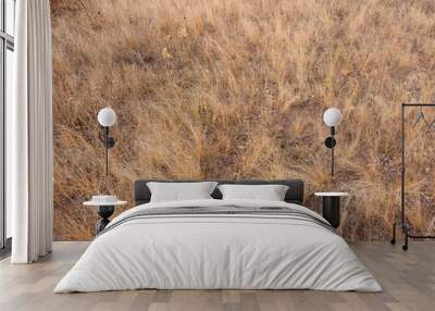 Background from autumn dry steppe yellow grass. Natural background and texture. Wall mural