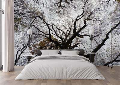 Bare oak branches cover the blue autumn sky overhead. The branches of mighty trees create whimsical patterns. Wall mural