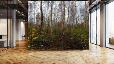 beautiful birch grove with straight rhythmic trees in autumn. autumn forest landscape. rest and a wa Wall mural