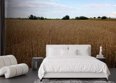 Sunset on a wheat field. Yellow wheat field under blue sky. Agricultural topics of growing grain crops. Wall mural