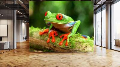 agalychnis callidryas monkey frog Wall mural