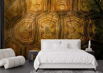 African spurred tortoise shell texture detail. Wall mural