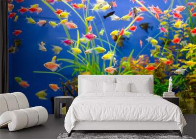 Aquarium with many colored fish Wall mural