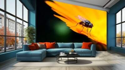 Beautiful fly on flower Wall mural