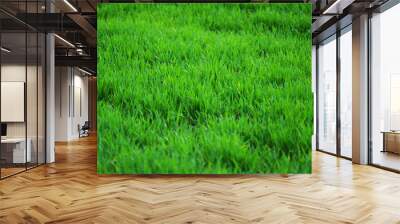 Dense green grass close-up landscape Wall mural