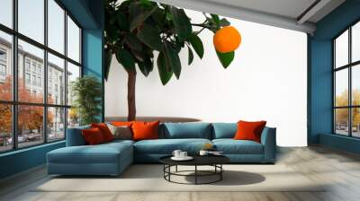 Ripe fruit of orange tangerines. Fresh fruits grown at home. Wall mural