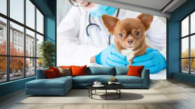 A veterinarian examines a chihuahua puppy with a stethoscope. Selective focus on the dog. Wall mural