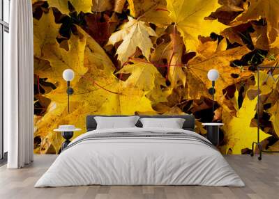 Abstract background of autumn maple leaves. Wall mural