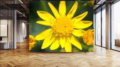 background with bright yellow flower Wall mural