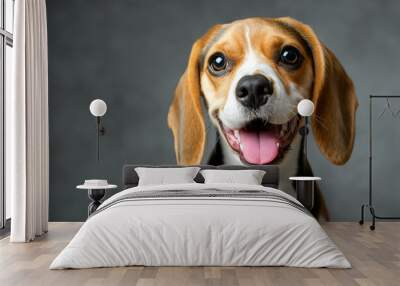 Head shot of a beagle dog looking at the camera on a gray studio background Wall mural