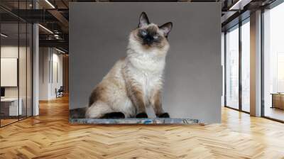 Beautiful balinese cat with blue eyes and long hair Wall mural