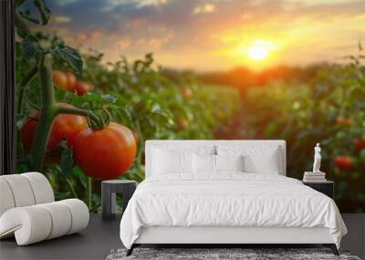 Agricultural tomatoes plantation on field with sunset background Wall mural