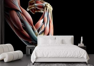 elbow joint connection of bones, Human muscles, human anatomy isolated on black background Wall mural