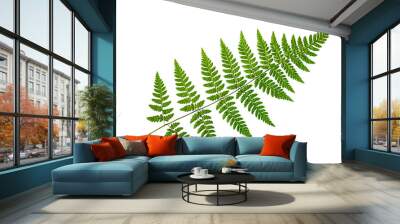 Green fern leaf on a white background, isolate. Natural dry leaf of the plant, ornament. Wall mural