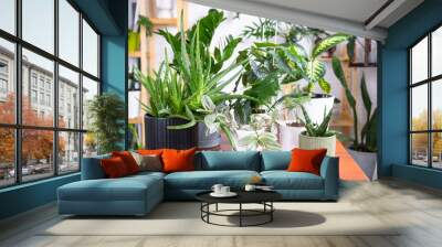 Group of popular indoor plants on the table in the interior: Calathea, aloe, diffenbachia, sansevieria, ficus. Houseplant Growing and caring for indoor plant, green home, irrigation, fertilizers Wall mural