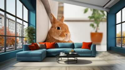 Close-up of cute little red bunny,rabbit relaxing, lying on white floor near grey sofa in white modern interior, indoors. Adorable pet,animal concept, lifestyle Wall mural