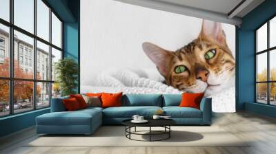 Cute brown green eyes bengal cat lying on white knitted plaid at cozy home on white background, close-up. Copy space Wall mural