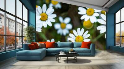 A field covered with blooming chamomiles, with white petals and yellow centers against a green background. Seamless horizontally. Wall mural