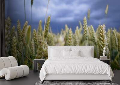 Field of gold Wall mural