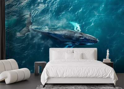 Aerial view of a humpback whale diving back under the surface Wall mural