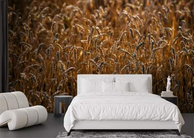 A field of golden ripe wheat is mowing at sunset Wall mural