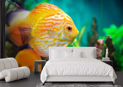 yellow tang fish Wall mural