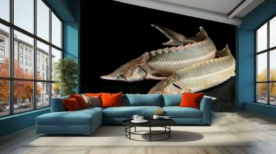   raw fish sturgeon are on dark background. whole uncooked fish are on black backdrop. Wall mural