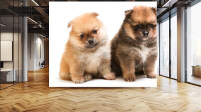 funny spitz puppies are sitting on white background Wall mural