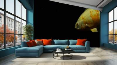 Astronotus ocellatus fish also known as Oscar fish isolated on black background. Wall mural