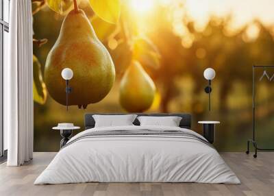 A branch with natural pears on a blurred background of a pear orchard at golden hour. Seasonal fruits and harvest Wall mural