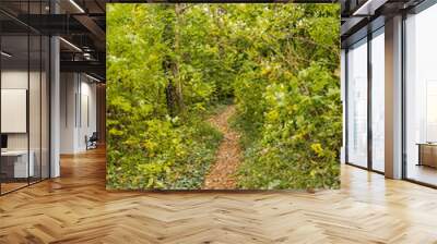 path in the forest Wall mural